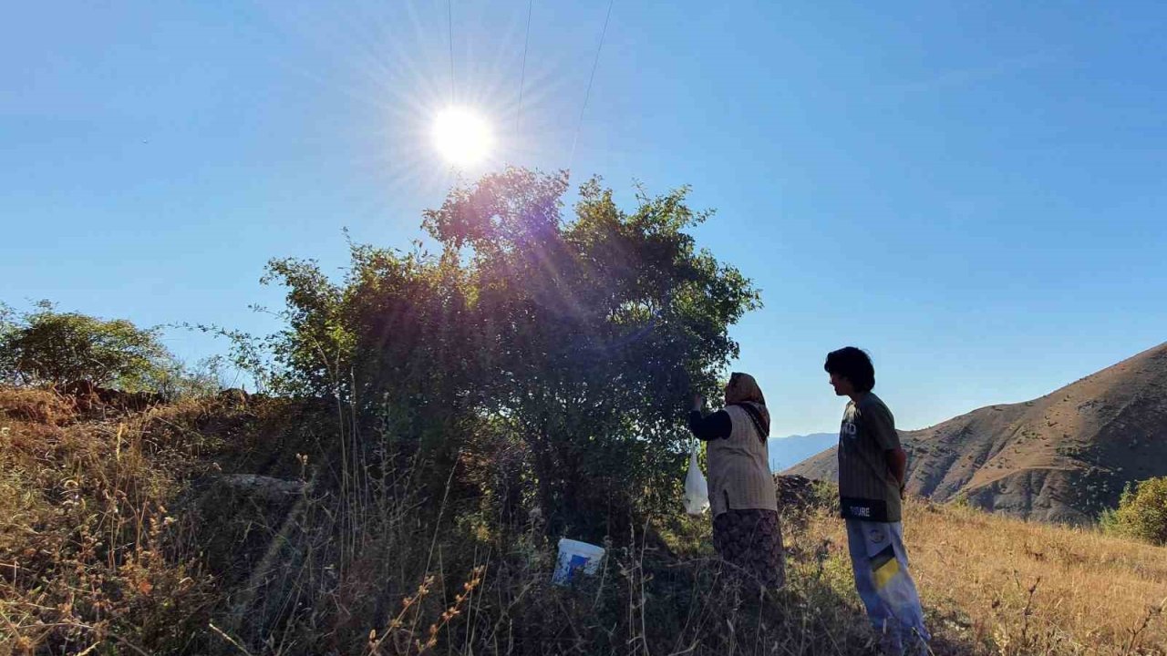 Erzincan’da kuşburnu, zorlu arazilerde toplanmaya başlandı