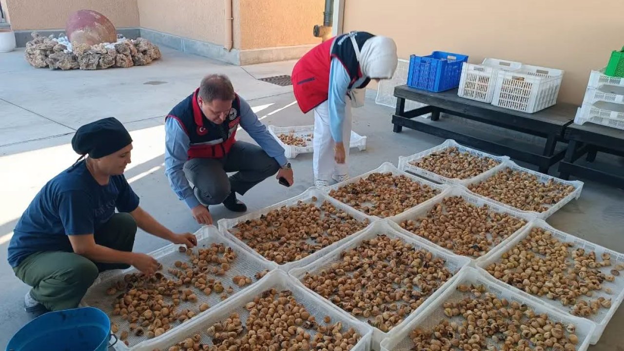 Aydın incirinin kalitesi için denetimler sürüyor