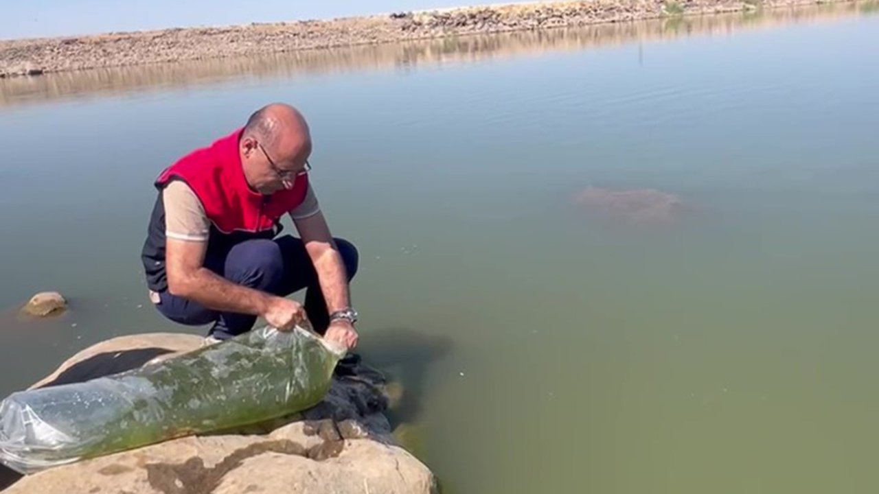 İdil’de Dirsekli göletine 100 bin yavru sazan bırakıldı