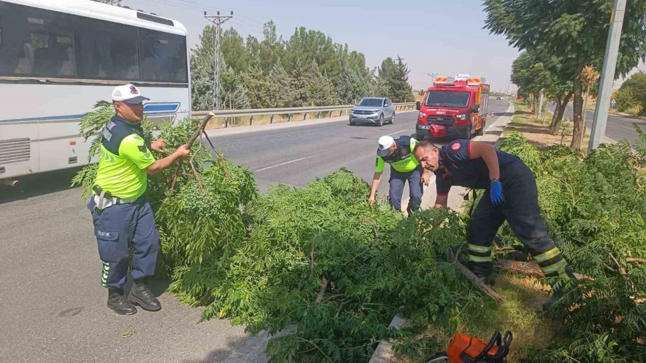 Kuvvetli rüzgar ağacı devirdi