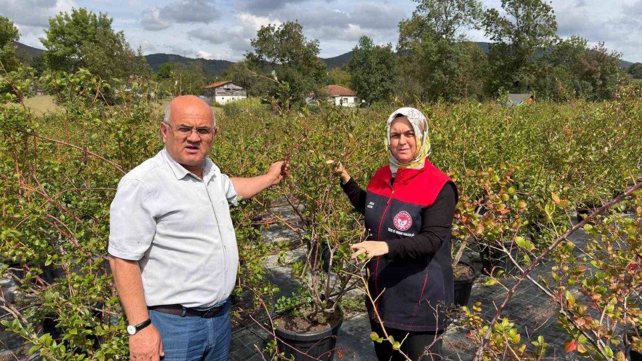Gümüşova’da Yaban Mersini ve Aronya üretimi için yeni adım