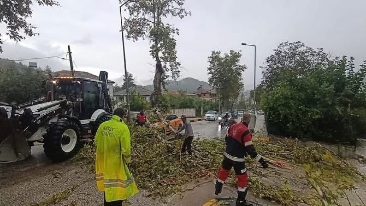 Yayladağı’nda aracın üzerine ağaç devrildi