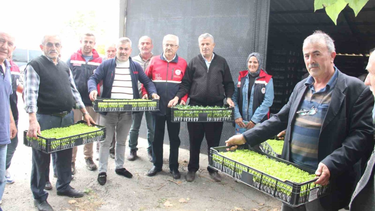 İnebolu’da 65 çiftçiye 88 bin 400 adet sebze fidesi dağıtıldı