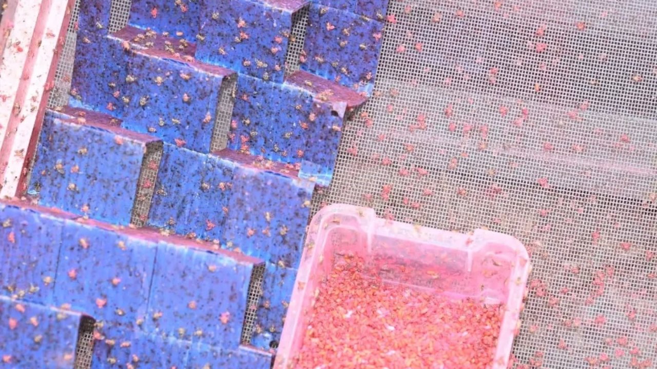Denizli’de 500 bin steril erkek böcek doğaya bırakıldı