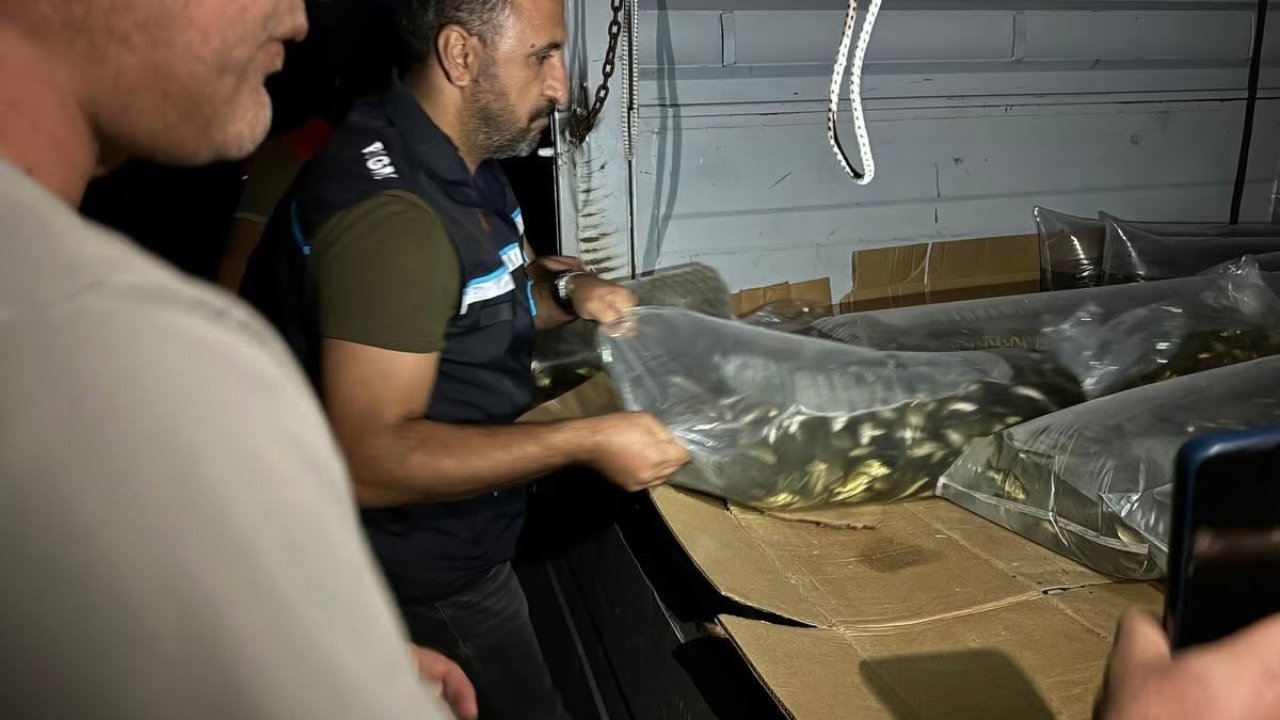 Bitlis’te göl ve göletlere 1 milyon 397 bin 500 yavru sazan bırakıldı