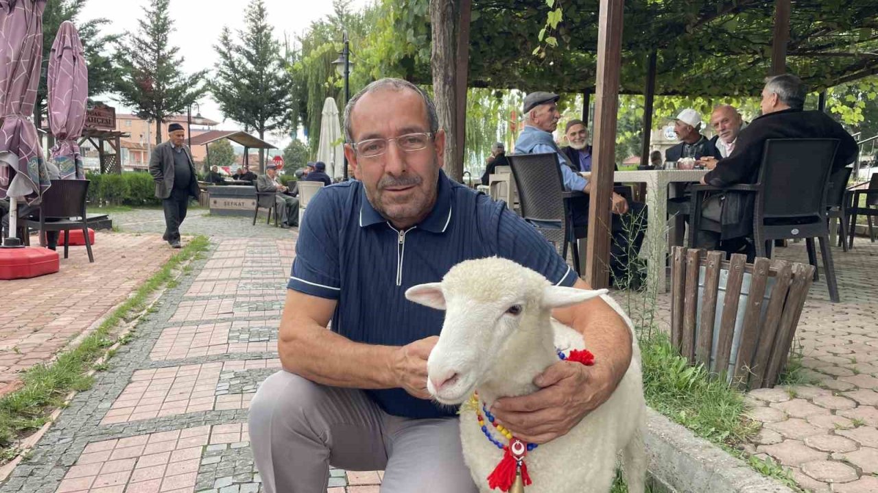 Tertip, Kavaklıların gözbebeği oldu