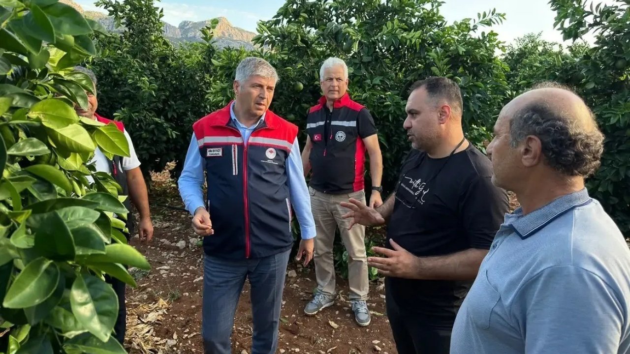 Adana’da dolu vuran tarım arazilerinde incelemeler başladı