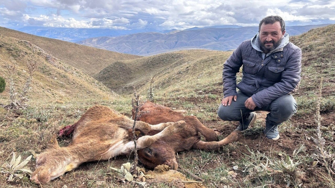 Erzincan’da ayı saldırısında 2 buzağı telef oldu