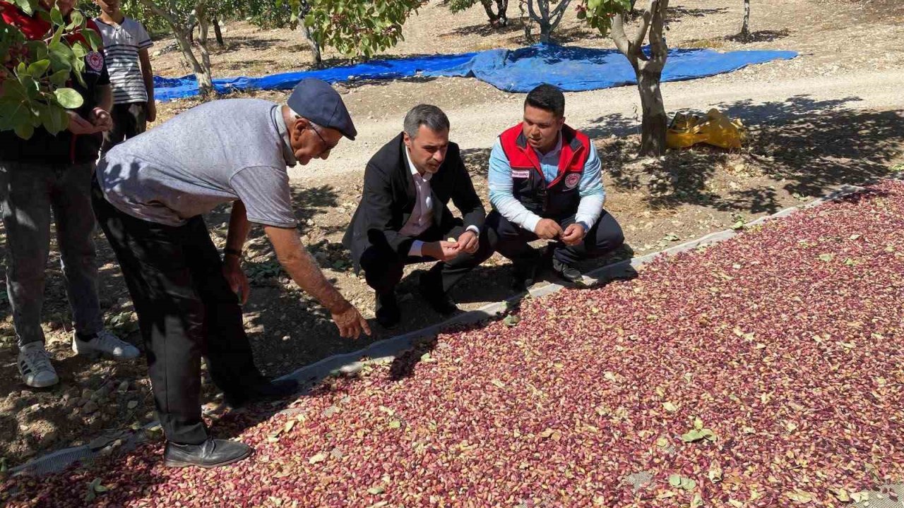 Güney’de toplanan Antep fıstıkları üreticinin yüzünü güldürüyor