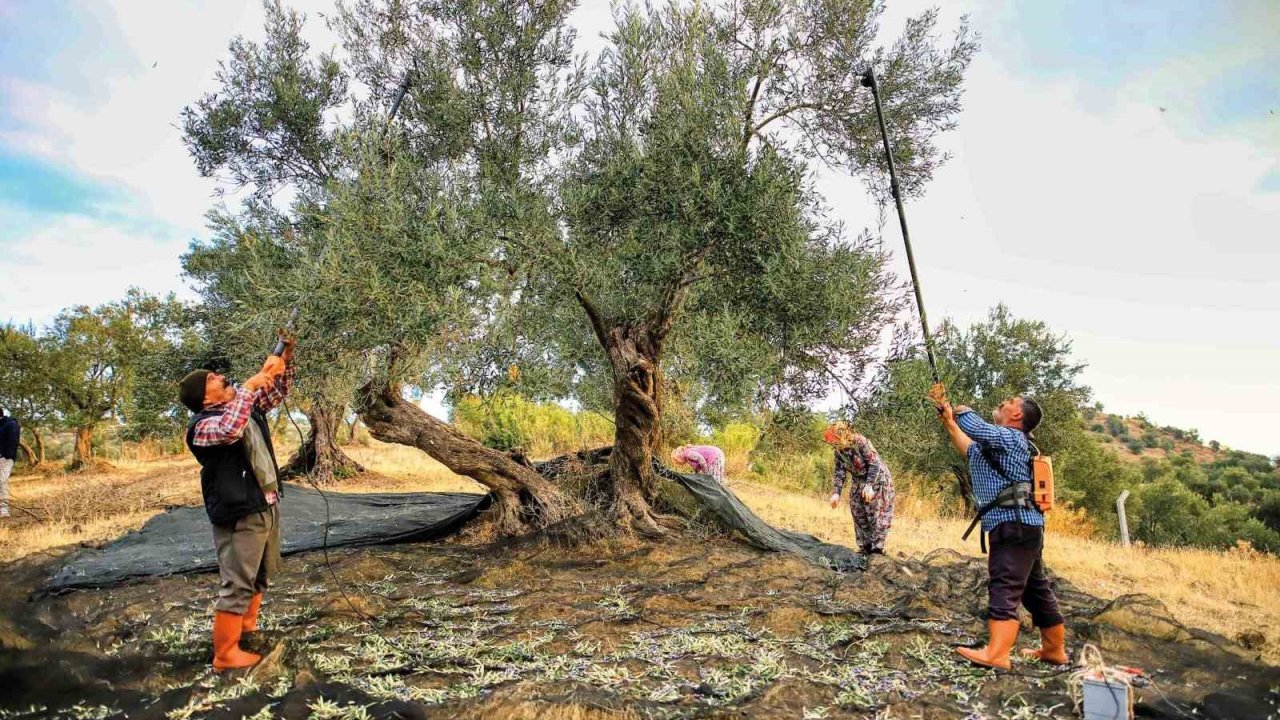 Güney Marmara’da zeytin hasadı başladı, üreticinin gözü fiyatta