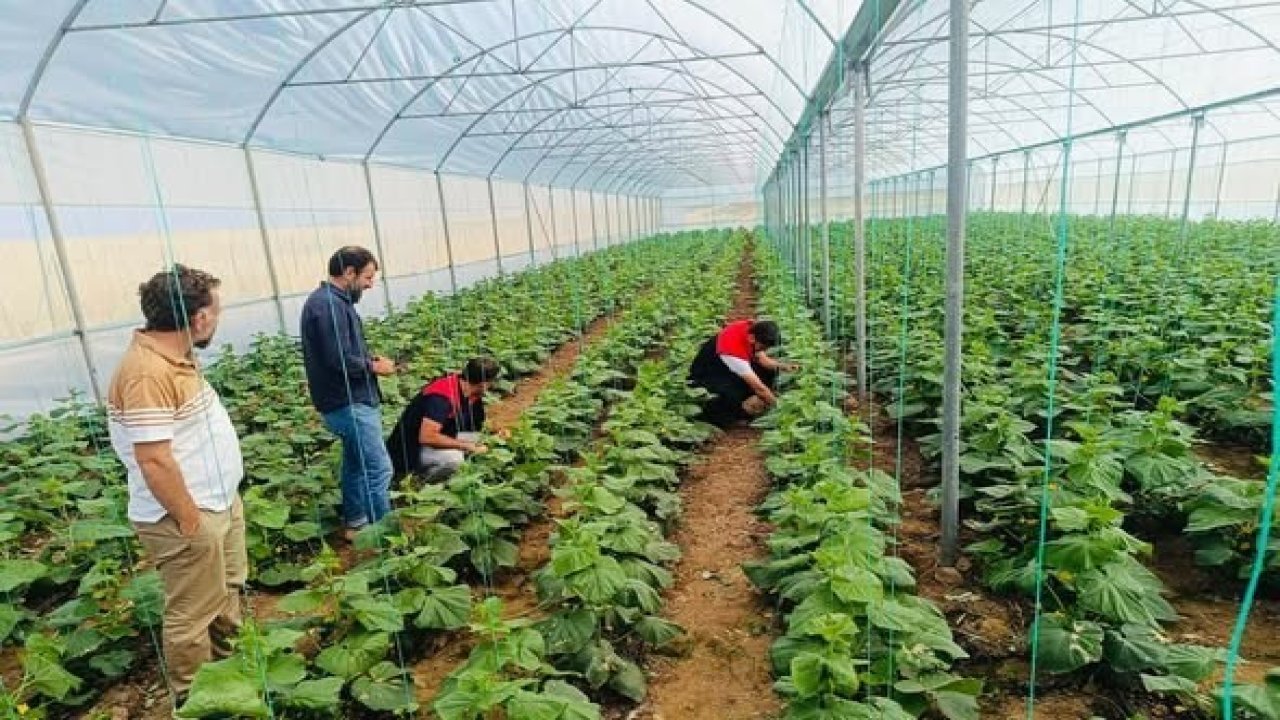 Cizre’de çiftçilere sera denetimi ve eğitimi