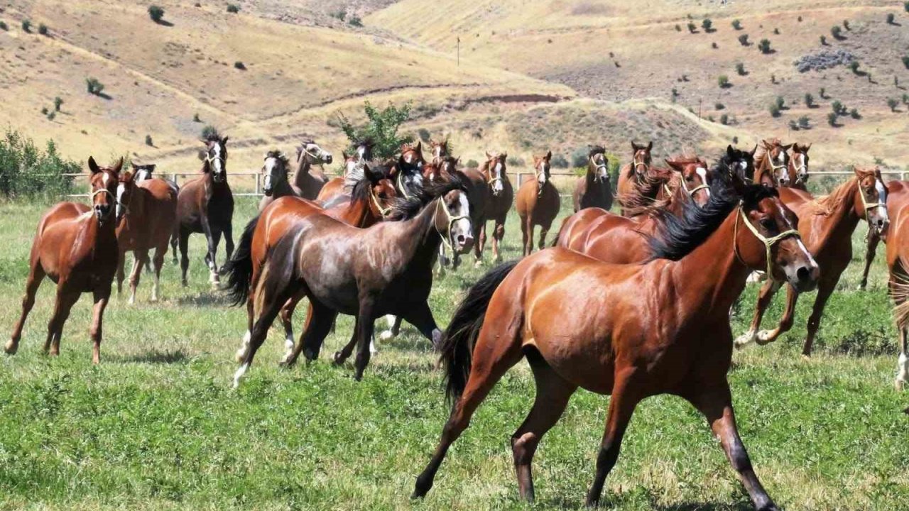 Sultansuyu’nun 15 safkan Arap tayı açık artırmayla satılacak