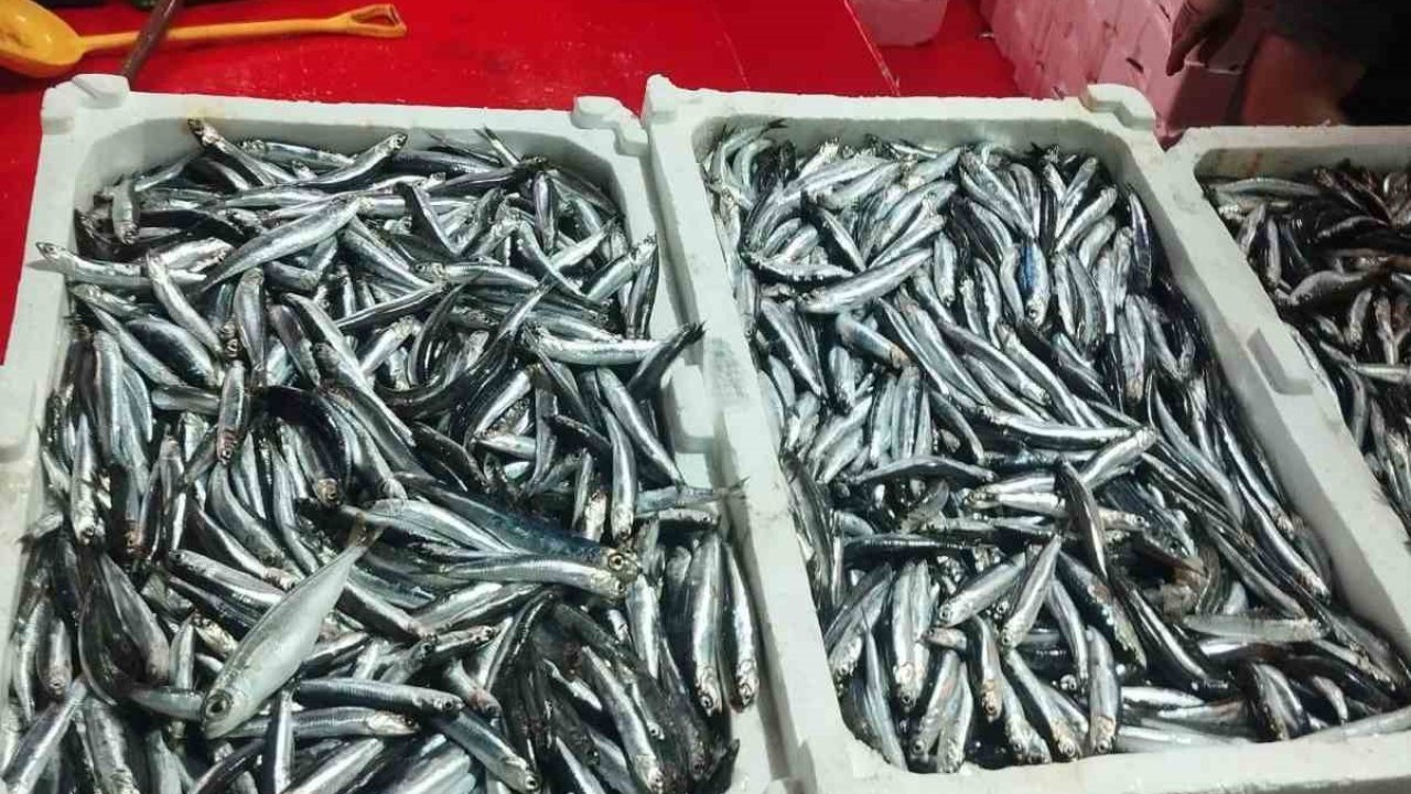 Didim’de hamsi denetimi sürüyor