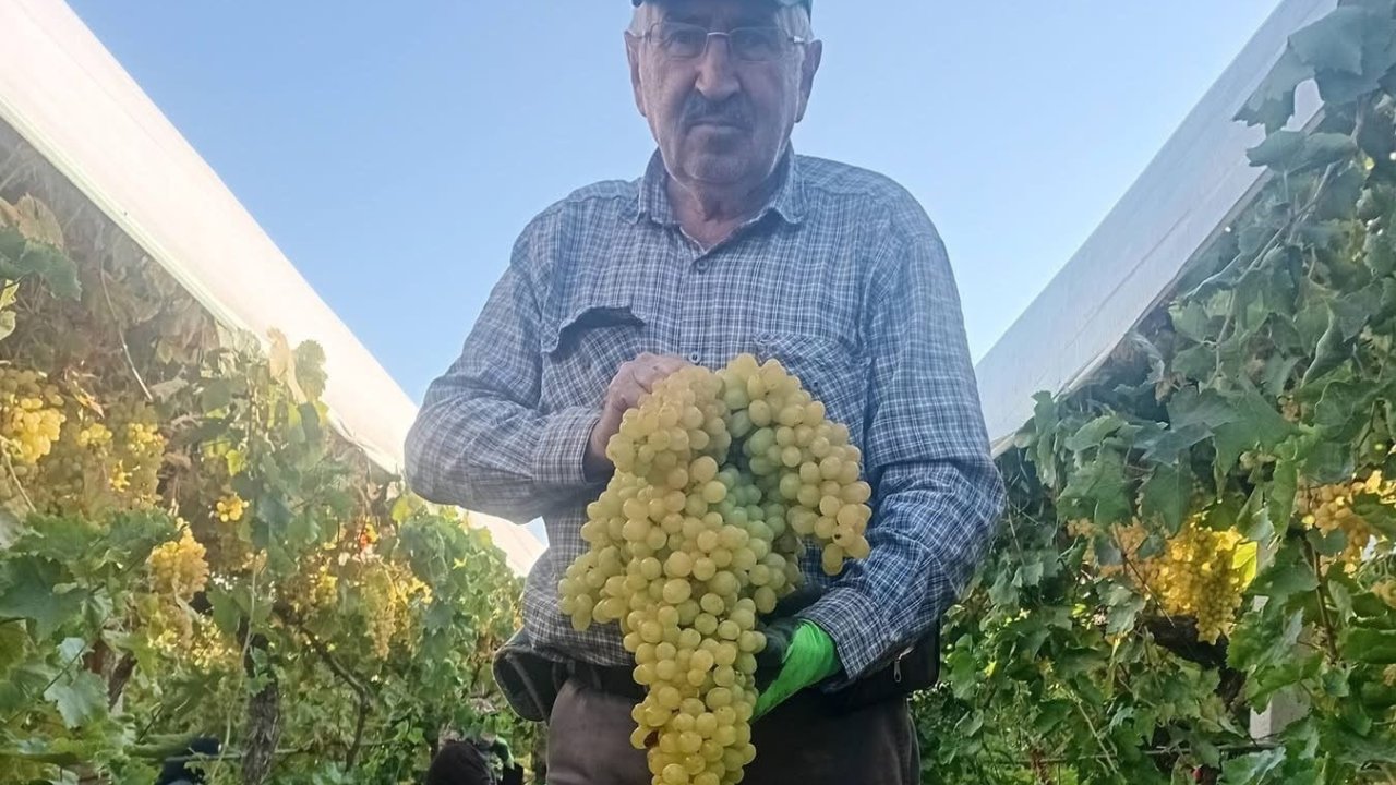 Sarıgöl’de 5,5 kiloluk dev üzüm salkımı