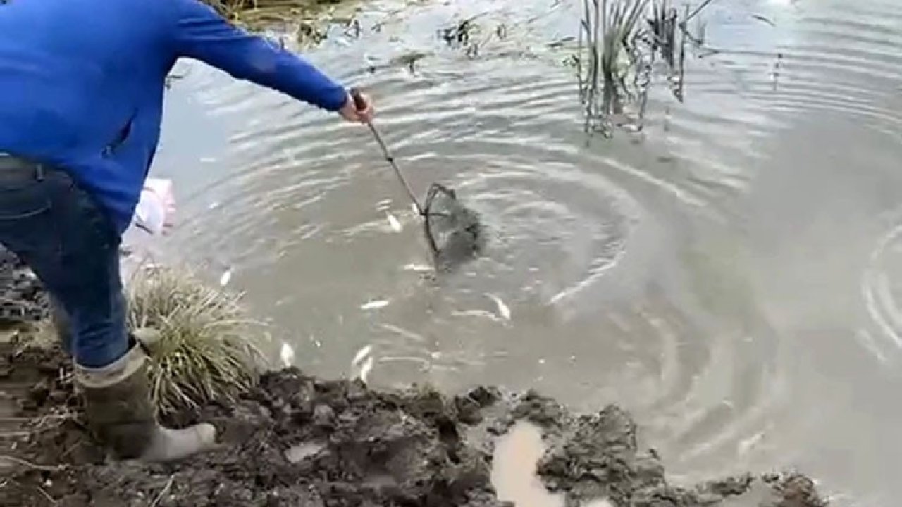 Kura Nehri’nde balık ölümleri: İnceleme başlatıldı