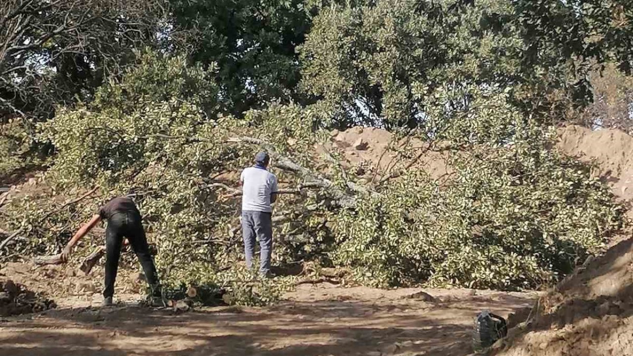 Adramytteion kazı alanında 6 tescilsiz meşe ağacı için kesim kararı çıktı