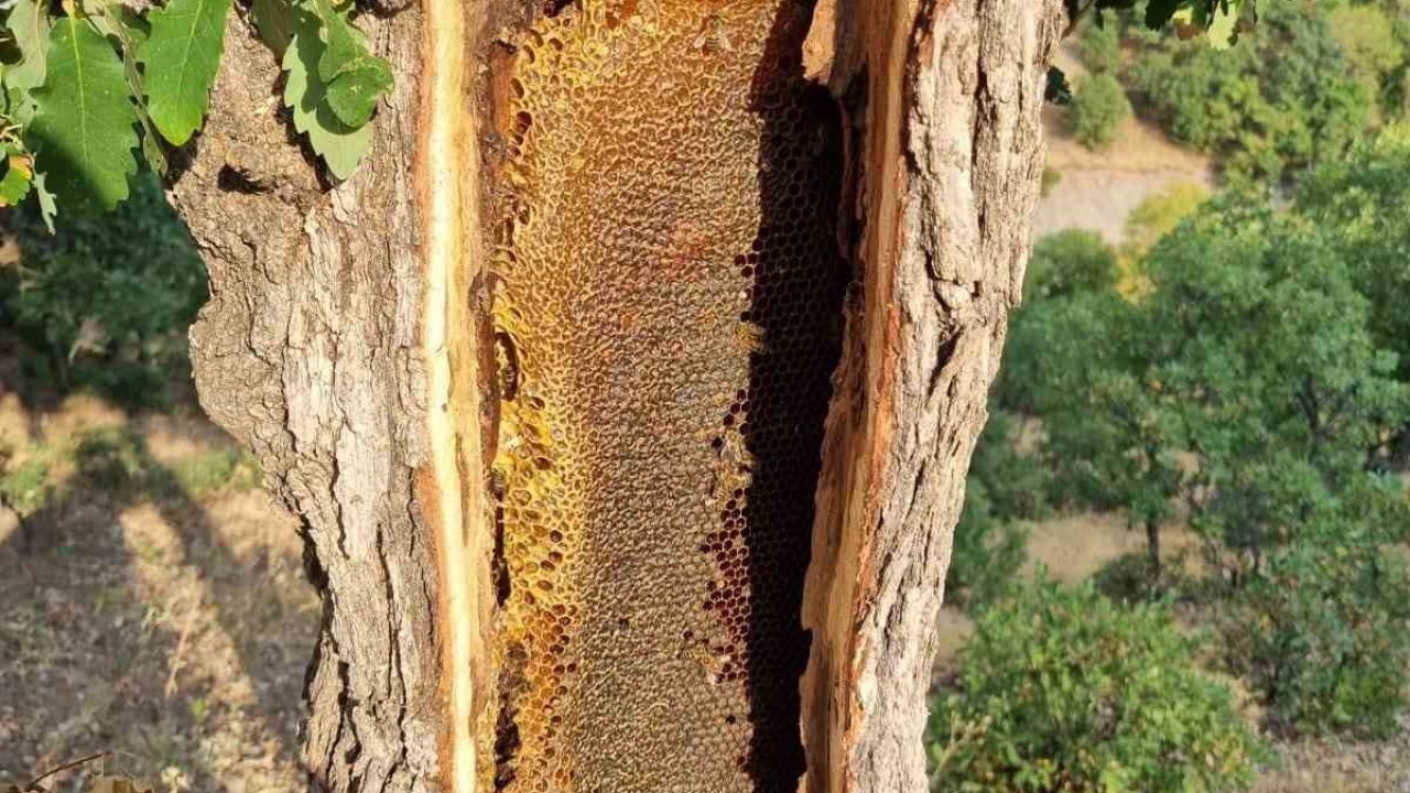 Ağaç gövdesinden petek petek bal çıktı