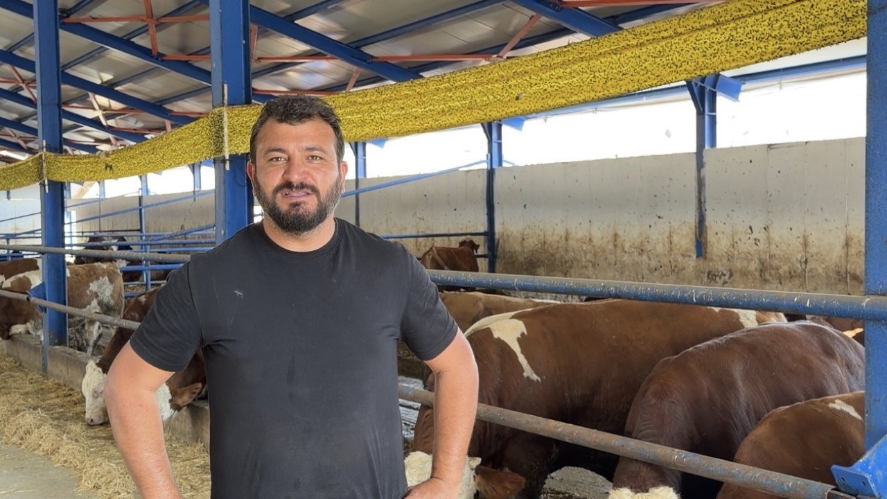 Kamyona binmek istemeyen dana firar etti, güçlükle yakalayabildiler