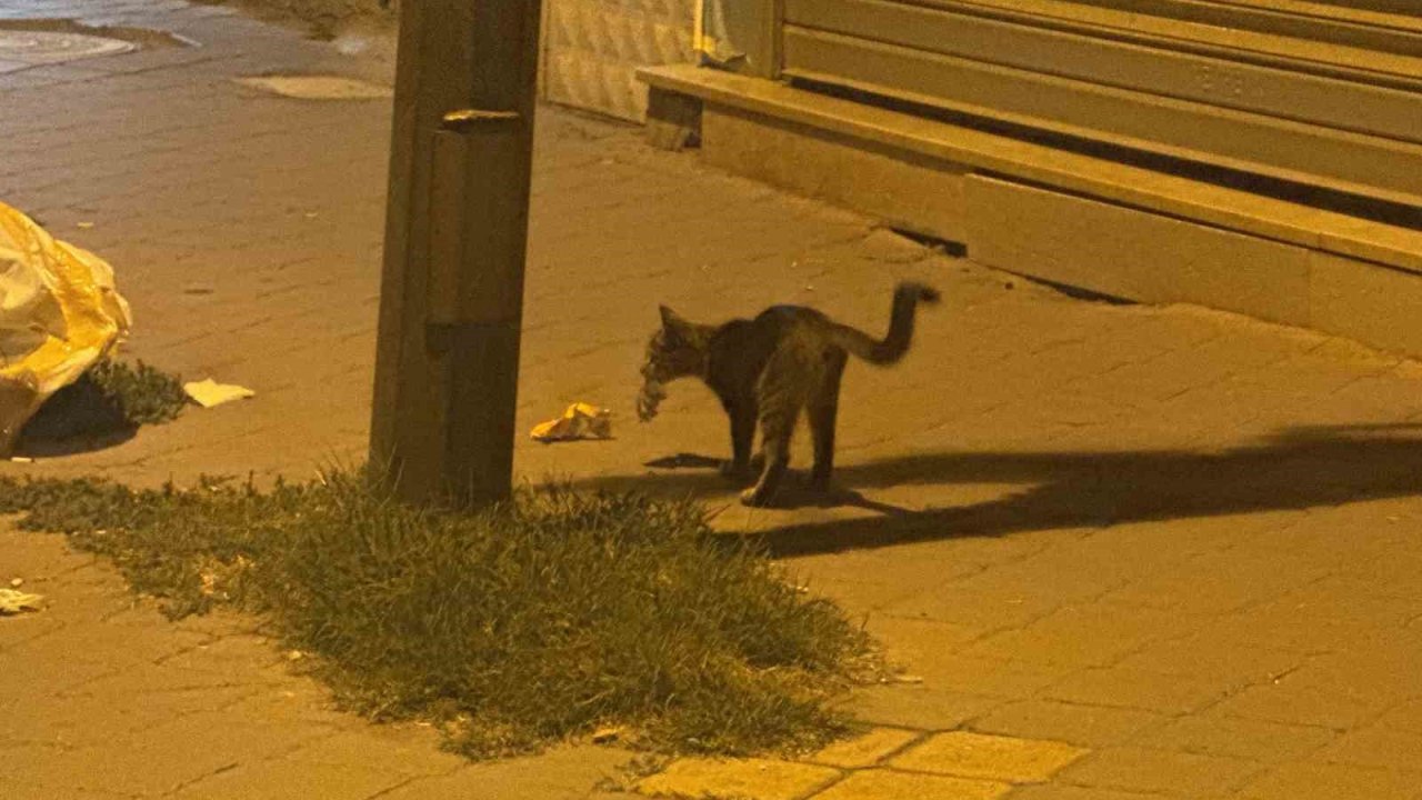 Iğdır’da kedinin fareyle 20 dakikalık oyunu kamerada