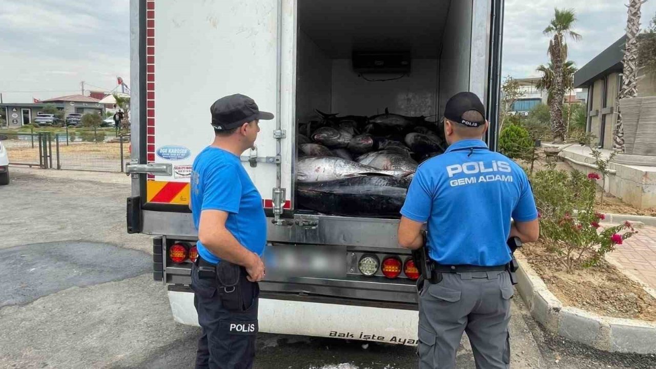 İzmir’de kaçak avlanan 3 ton mavi yüzgeçli orkinos ele geçirildi