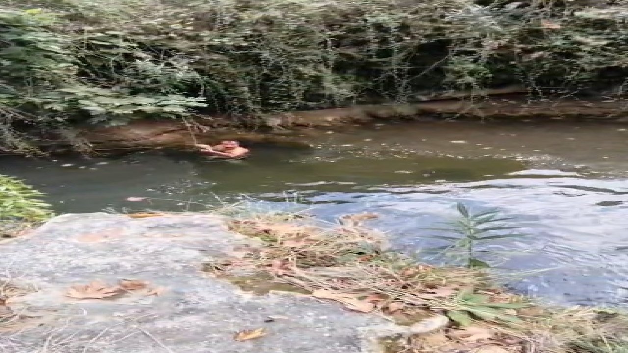 Derede mahsur kalan kaplumbağayı yüzerek kurtardı