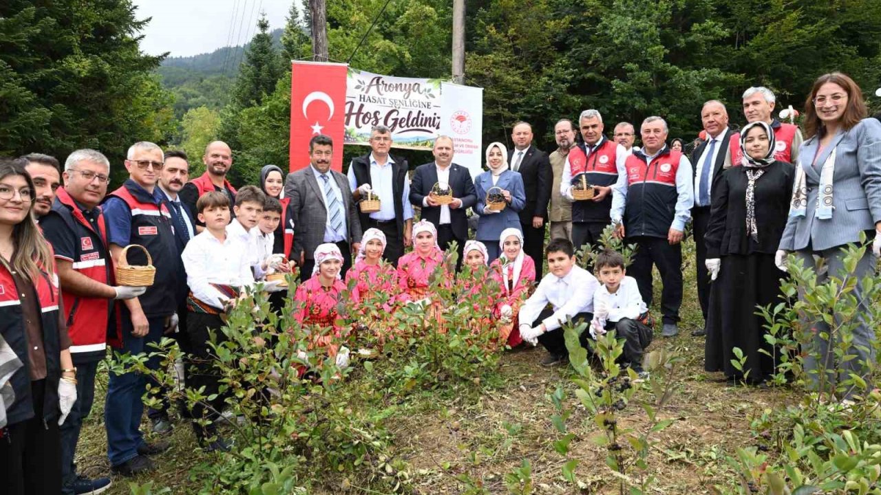 Kastamonu’da aronya hasadı başladı