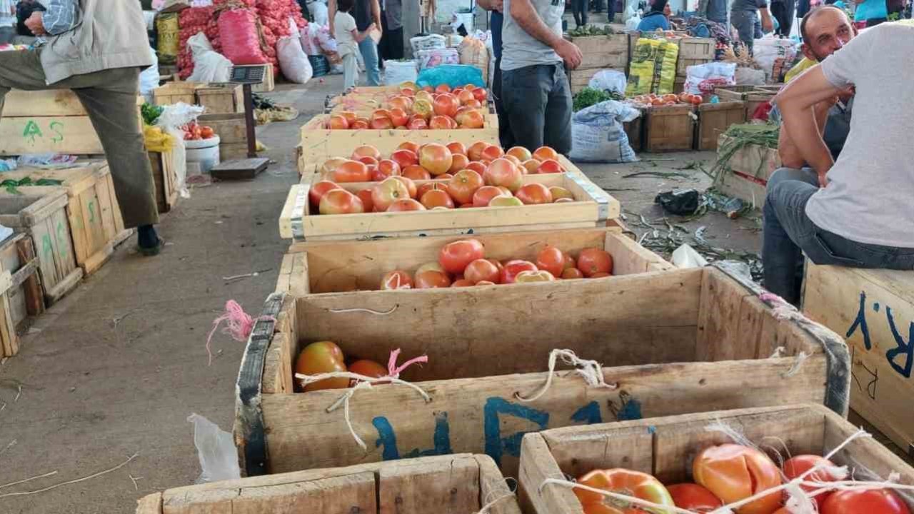 Çüngüş’te organik domates hasadı başladı
