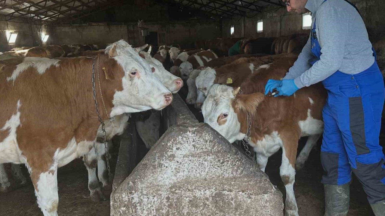 Aydıntepe’de şap aşılama çalışmaları Günbuldu ve Kavlatan’da yapıldı