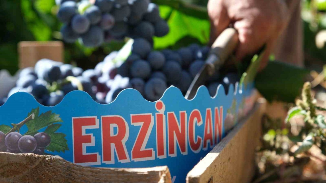 Cimin Üzümü’nde hasat yoğunlaştı, fiyat 75 liraya geriledi