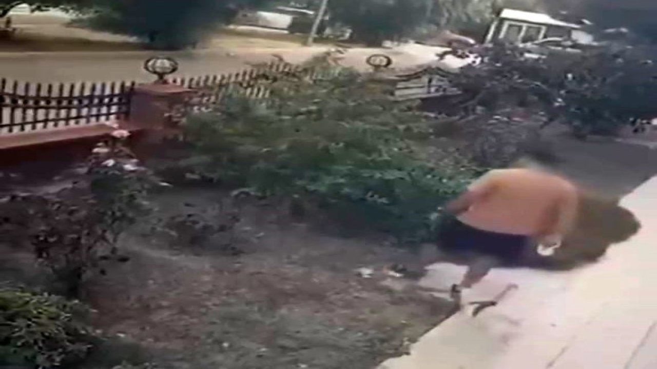 İzmir’de köpeğini gezdiren şahsın yavrulu kediye tekmeli saldırısı kamerada