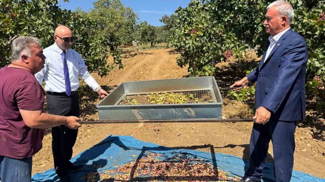 Araban’da Antep fıstığı hasadı başladı