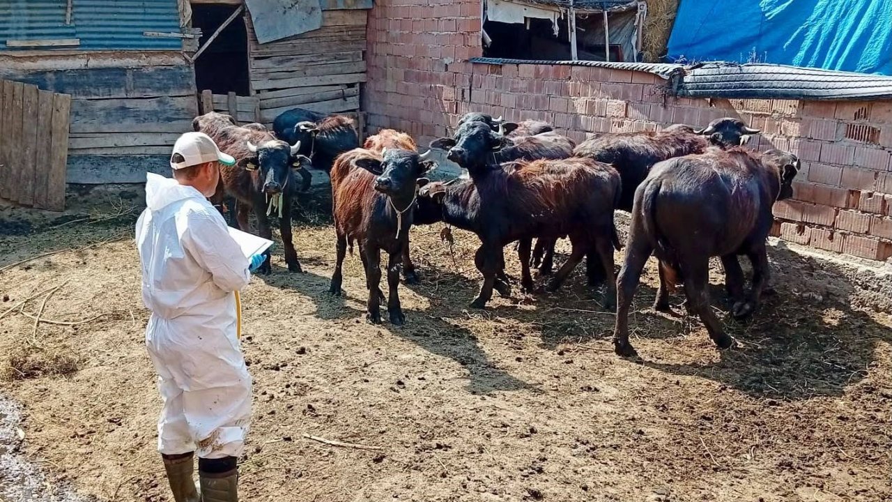 Çay’da sonbahar aşılama kampanyası sürüyor
