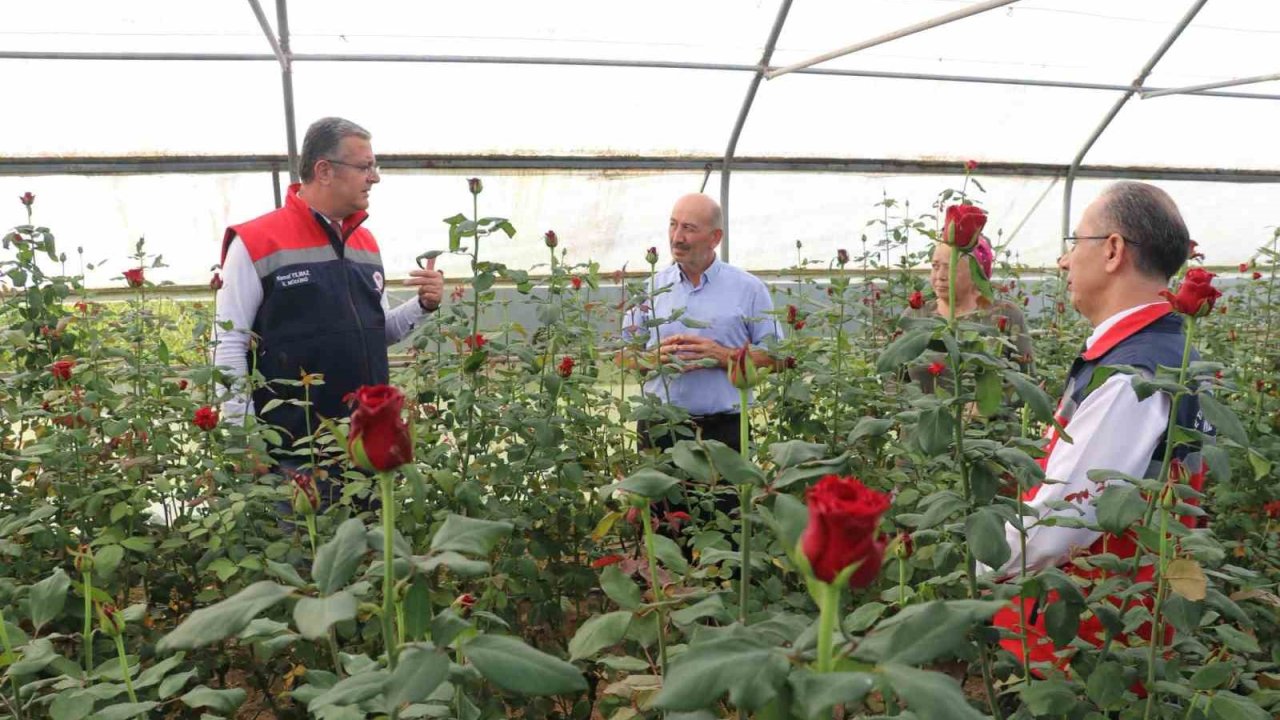 Samsun’da kesme çiçekte 7 milyon adetlik üretim