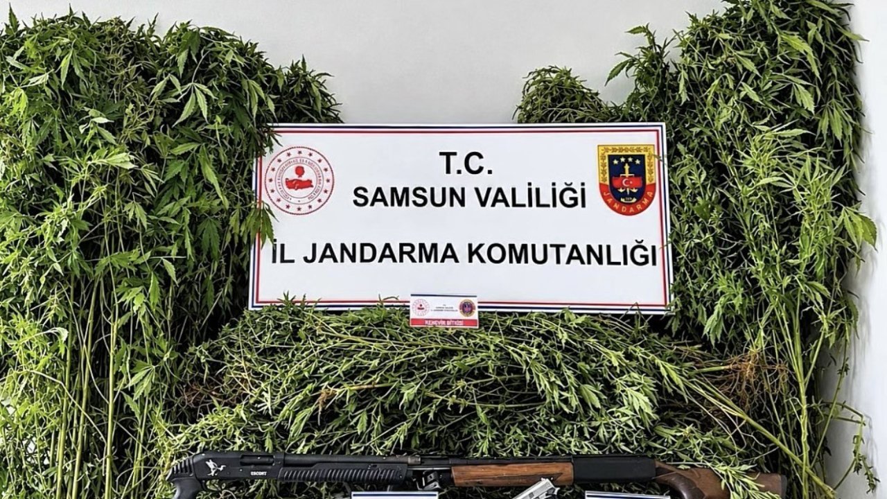 Jandarma tarlada ekili 756 kök kenevir ele geçirdi