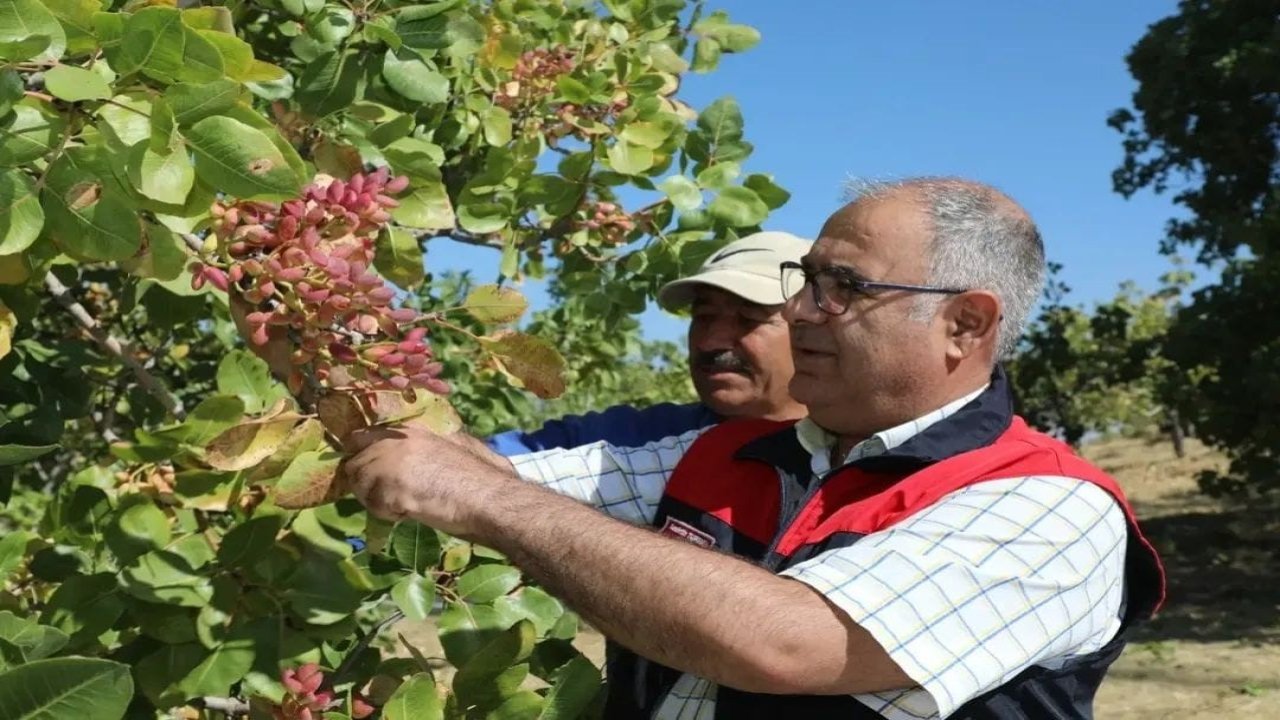 Elazığ’da 38 ton Antep fıstığı rekoltesi bekleniyor