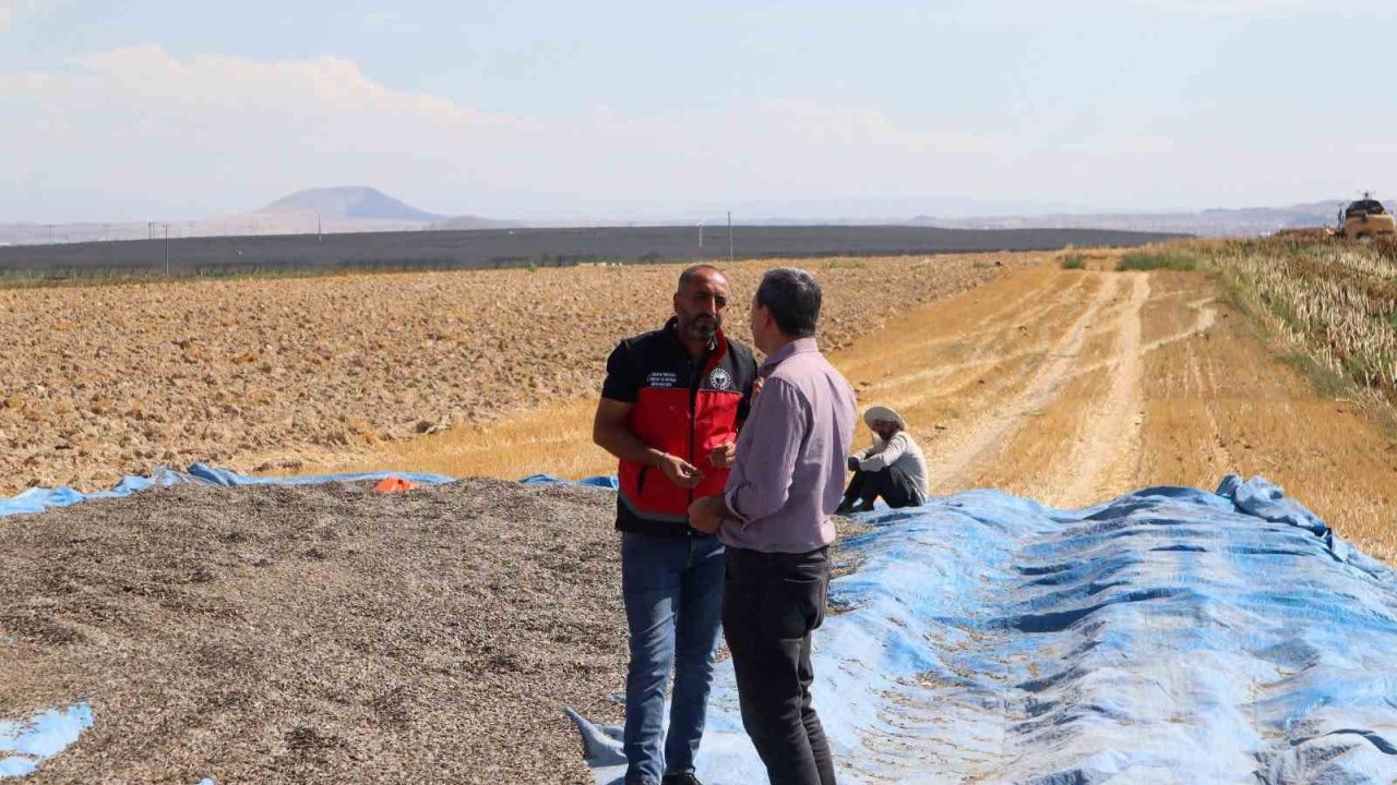 Karapınar’da ayçiçeği ve patates hasadı sürüyor