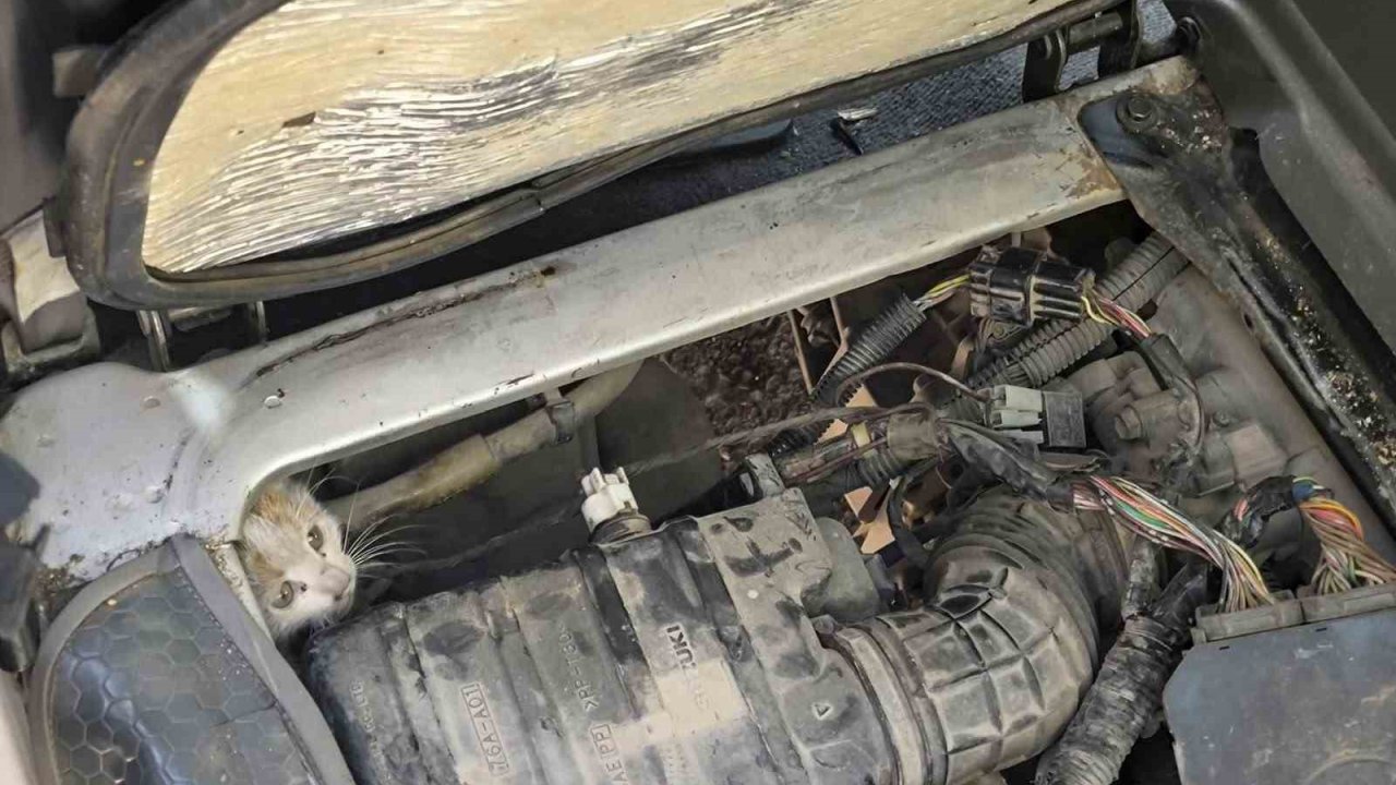 Erzincan’da araç motorunda mahsur kalan yavru kedi kurtarıldı