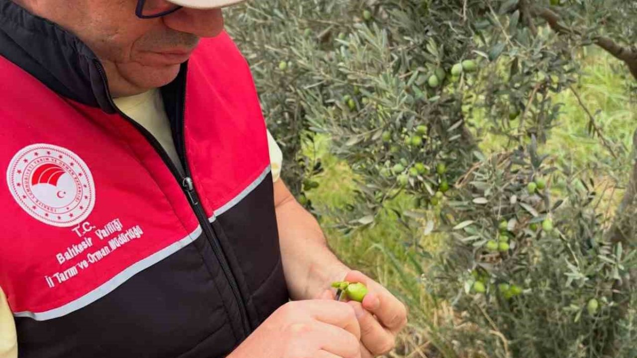 Burhaniye de zeytin bahçelerine hasat öncesi yoğun kontrol