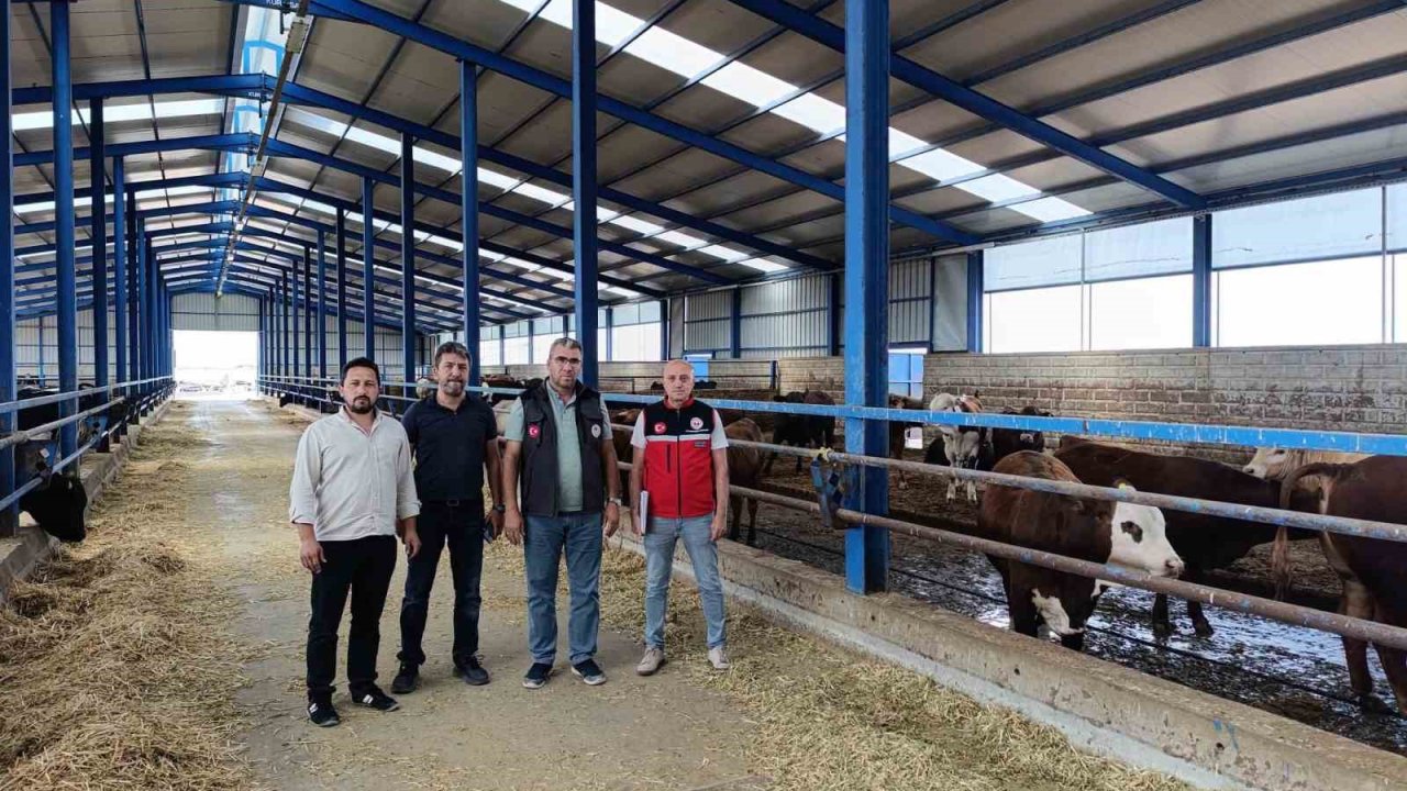 Karapınar’da ithal besilik sığırlara sıkı denetim