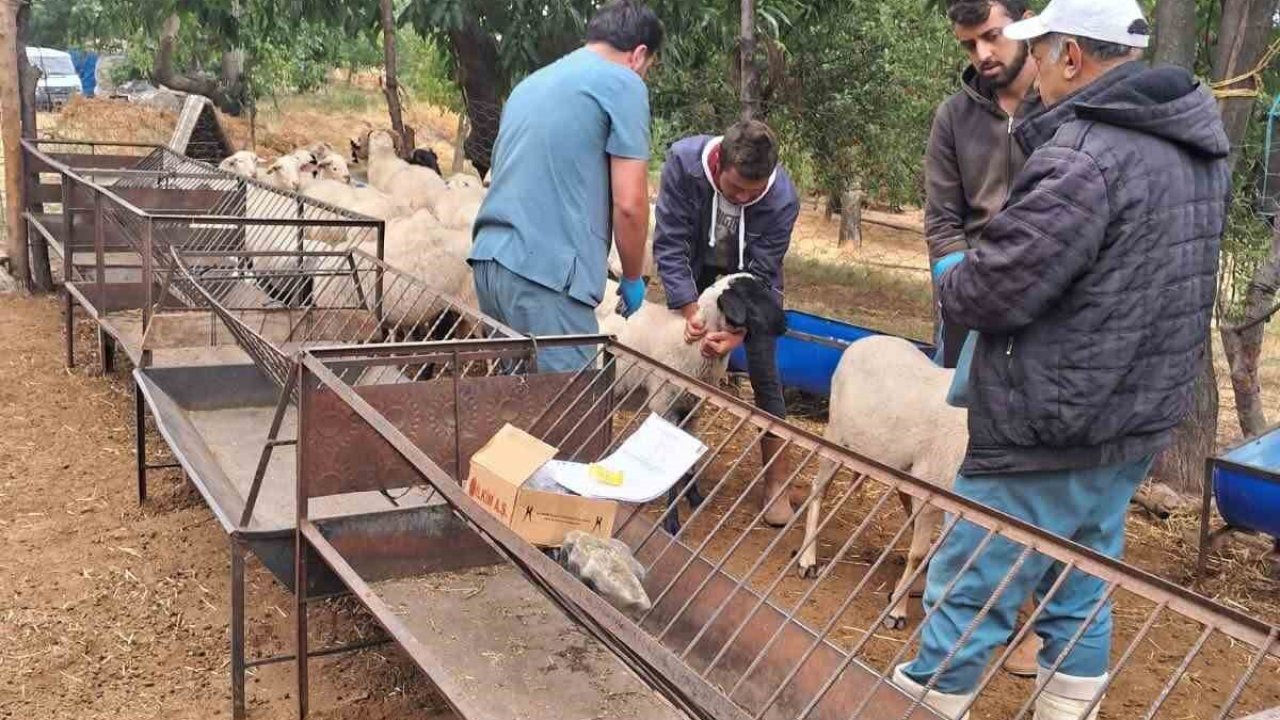 Köşk’te koyun ve keçiler sağlık taramasından geçiriliyor