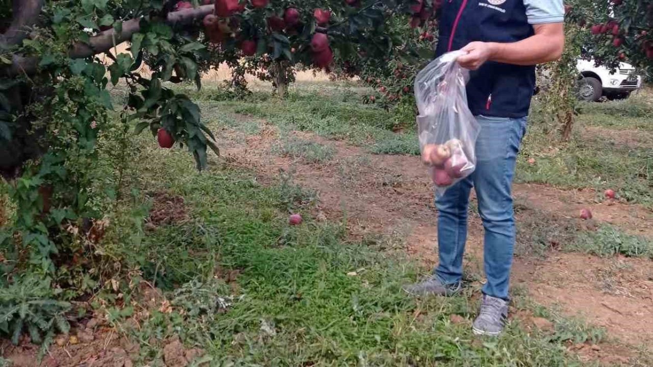 Çivril elmasına hasat öncesi pestisit kontrolü