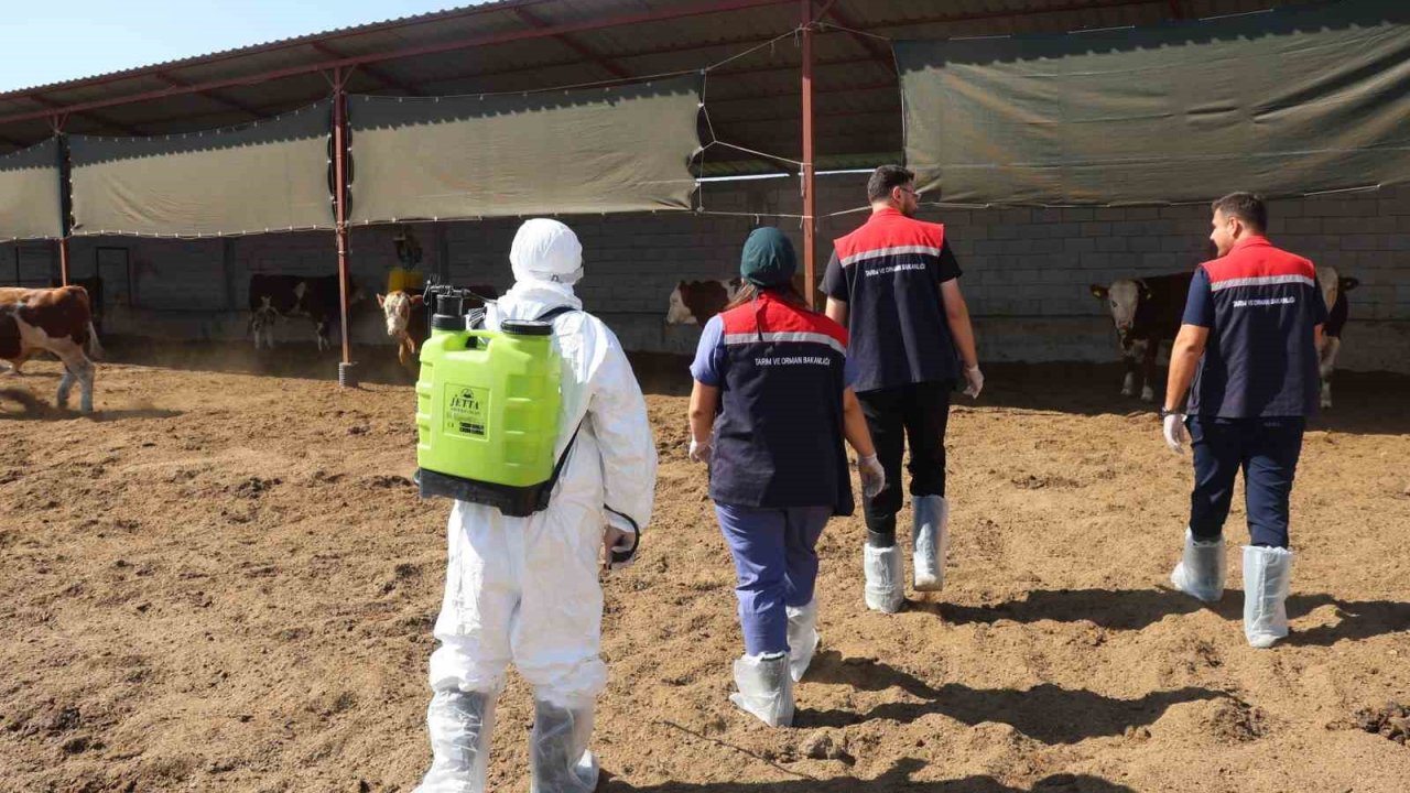 Iğdır’da hayvan sağlığı için aşılama ve dezenfeksiyon seferberliği