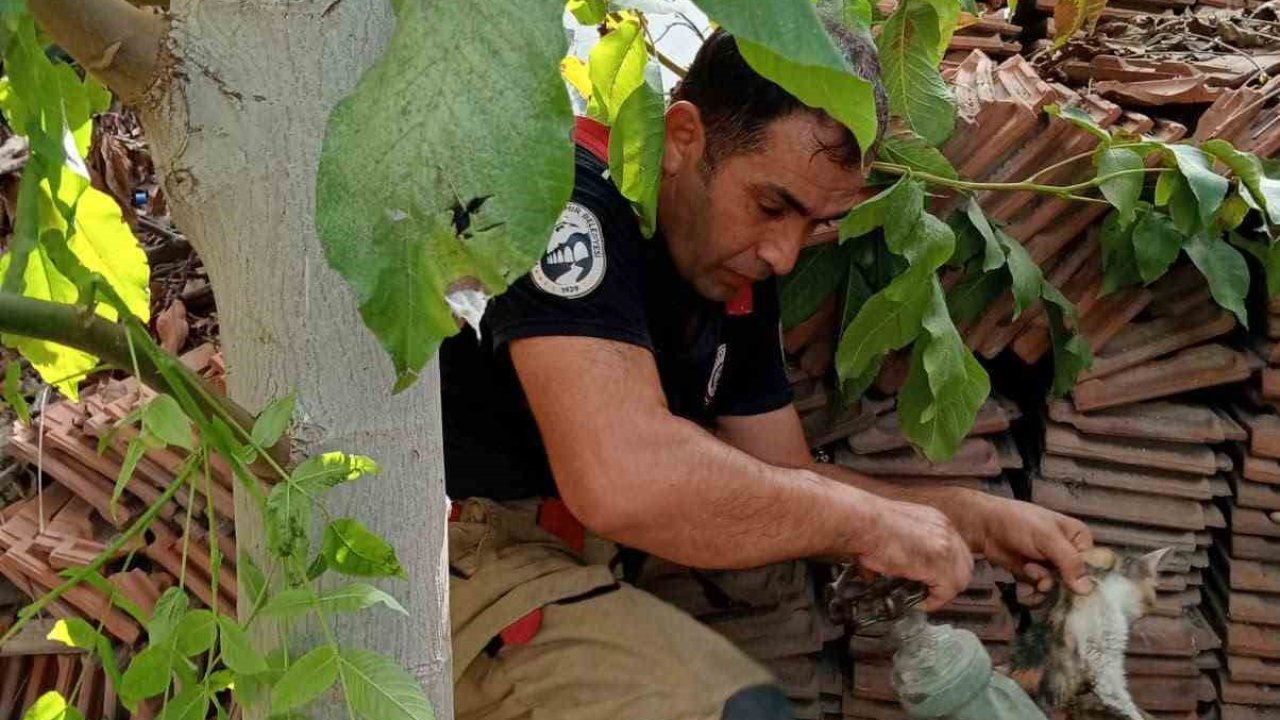Vanaya sıkışarak mahsur kalan yavru kedi, itfaiye ekiplerinin çalışmasıyla kurtarıldı