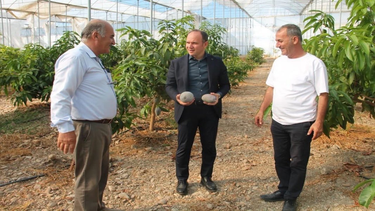 Erzin’de avokado ve mango üretimi yapılan seralar ekonomiye katkı sağlıyor