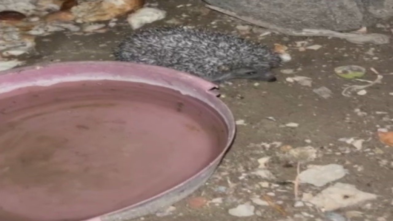 Bayburt’ta tavuklara bırakılan suya önce tilki şimdi de kirpi dadandı
