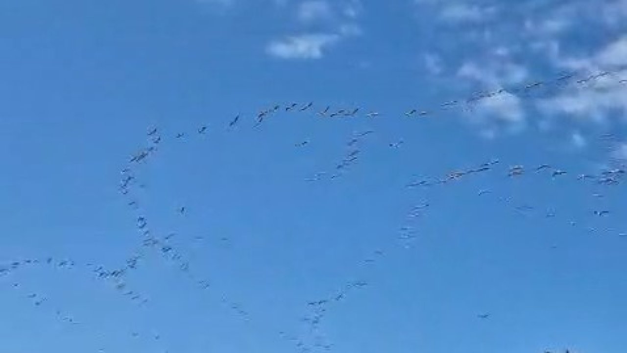 Göç eden leylek sürüsü gökyüzünde görsel şölen oluşturdu
