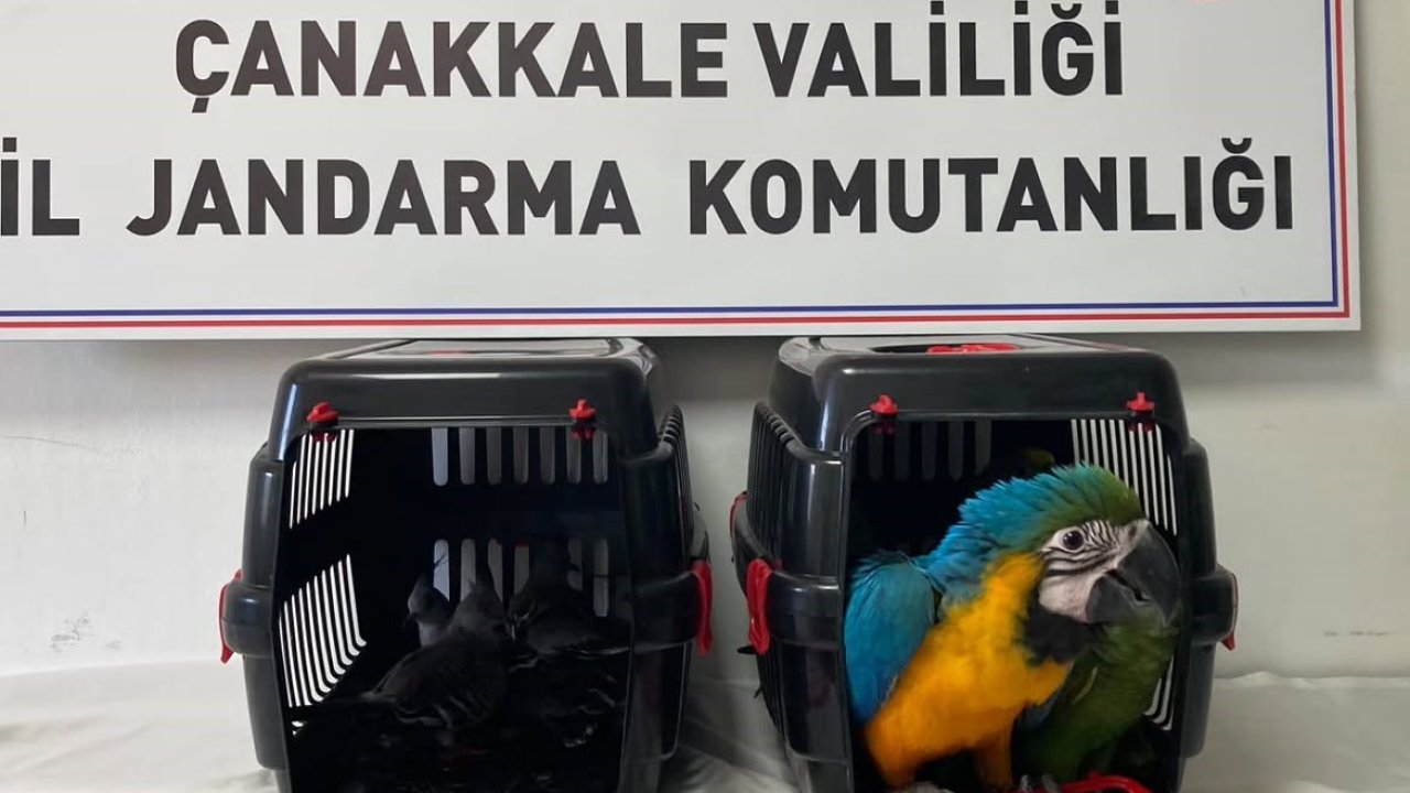 Nesli tehlikede olan egzotik kuşlara köprü gişelerinde el konuldu