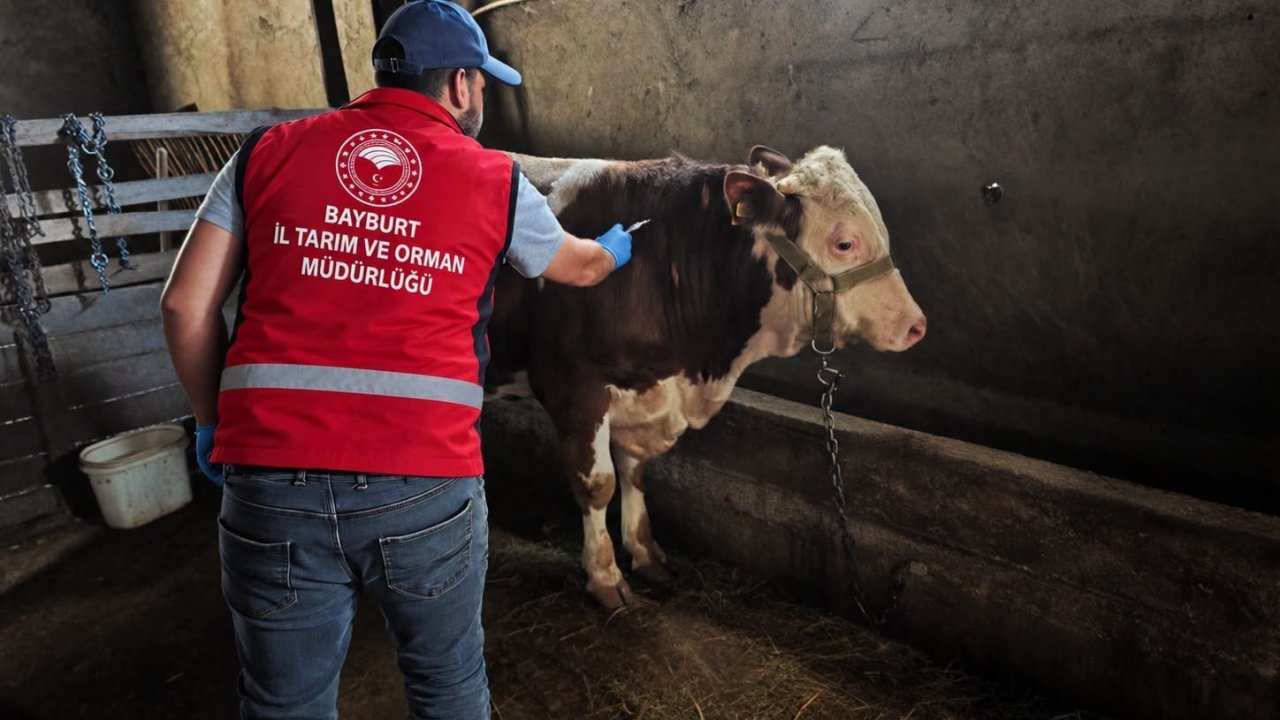Bayburt’ta hayvanlara sonbahar dönemi aşı ve küpeleme çalışması yapılıyor