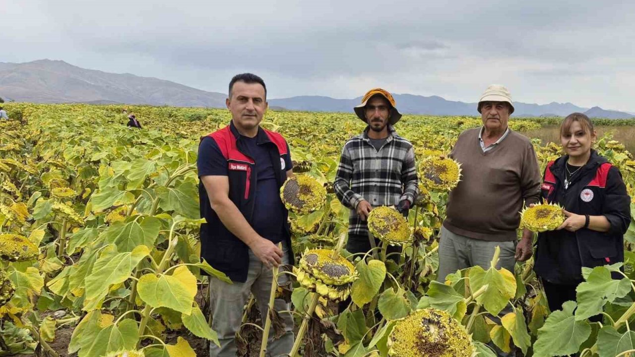 Aydıntepe’de ayçiçeği hasadı başladı