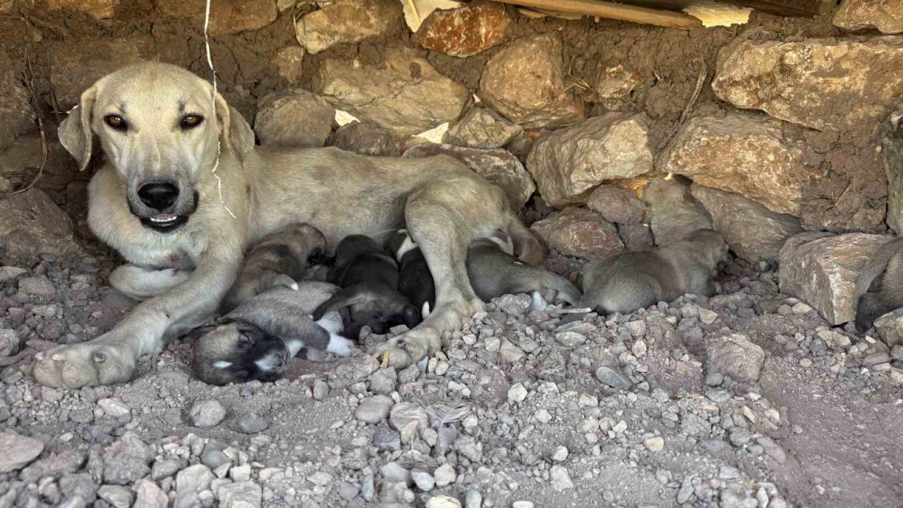 Kayaların arasında sıkışan yavru köpekleri duyarlı vatandaş kurtardı